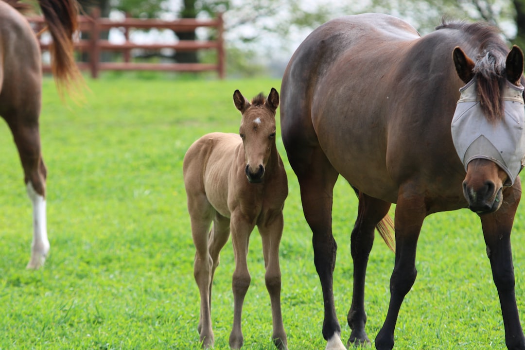 Adorable Baby Horse: A Heartwarming Sight